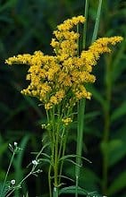 Natural Treatments for Arthritis