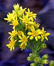 Goldenrod